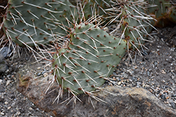 Mesa Melon Prickly Pear Cactus (Opuntia 'Mesa Melon') at Stonegate Gardens