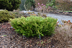 Compact False Arborvitae (Thujopsis dolabrata 'Compacta') at A Very Successful Garden Center