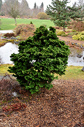 Dwarf Hinoki Falsecypress (Chamaecyparis obtusa 'Nana Gracilis') at A Very Successful Garden Center