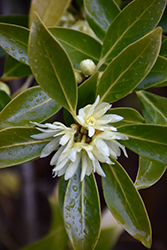 Japanese Star Anise (Illicium anisatum) at A Very Successful Garden Center