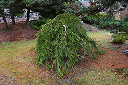 Repandens Deodar Cedar (Cedrus deodara 'Repandens') at A Very Successful Garden Center