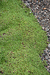 Cushion Bolax (Azorella trifurcata) at Stonegate Gardens