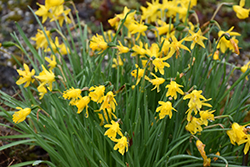 Pygmy Daffodil (Narcissus asturiensis) at A Very Successful Garden Center