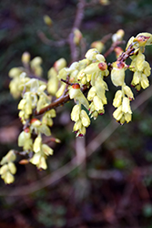 Chinese Witch Hazel (Corylopsis sinensis) at A Very Successful Garden Center