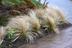 Mexican Feather Grass (Nassella tenuissima) at A Very Successful Garden Center
