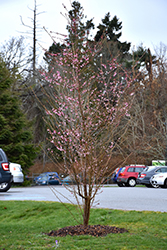 Whitcomb Higan Cherry (Prunus subhirtella 'Whitcomb') at Lakeshore Garden Centres