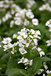 Lotti White Wall Cress (Arabis caucasica 'Lotti White') at A Very Successful Garden Center