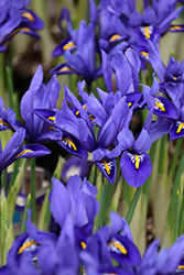 Reticulated Iris (Iris reticulata) at A Very Successful Garden Center