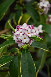 Fragrant Variegated Winter Daphne (Daphne odora 'Aureomarginata') at A Very Successful Garden Center