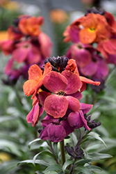 Winter Orchid Wallflower (Erysimum 'ER 06 4-2') at A Very Successful Garden Center