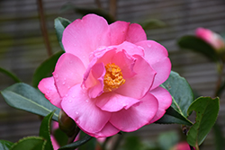 Taylor's Perfection Camellia (Camellia x williamsii 'Taylor's Perfection') at Stonegate Gardens