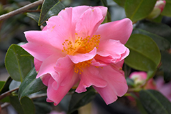 Ballet In Pink Camellia (Camellia x williamsii 'Ballet In Pink') at A Very Successful Garden Center