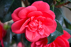 Rosehill Red Camellia (Camellia japonica 'Rosehill Red') at Lakeshore Garden Centres