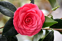Colonel Firey Camellia (Camellia japonica 'Colonel Firey') at A Very Successful Garden Center