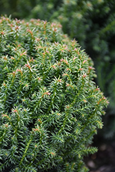 Compressa Japanese Cedar (Cryptomeria japonica 'Compressa') at Lakeshore Garden Centres