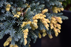 Floreant Juniper (Juniperus squamata 'Floreant') at Lakeshore Garden Centres