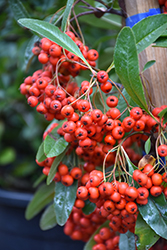 Victory Firethorn (Pyracantha koidzumii 'Victory') at A Very Successful Garden Center