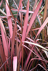 Maori Sunrise New Zealand Flax (Phormium 'Maori Sunrise') at A Very Successful Garden Center