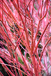 Coral Bark Japanese Maple (Acer palmatum 'Sango Kaku') at Stonegate Gardens
