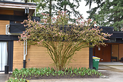 Pink Dawn Viburnum (Viburnum x bodnantense 'Pink Dawn') at A Very Successful Garden Center
