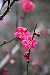 Japanese Apricot (Prunus mume) at A Very Successful Garden Center