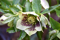 Winter Jewels Painted Hellebore (Helleborus 'Winter Jewels Painted') at Lakeshore Garden Centres