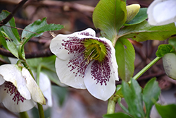 White Lady Spotted Hellebore (Helleborus 'White Lady Spotted') at Lakeshore Garden Centres