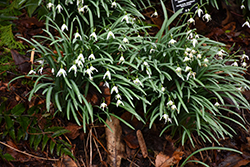 Common Snowdrop (Galanthus nivalis) at Lakeshore Garden Centres