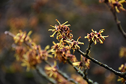 Chinese Witchhazel (Hamamelis mollis) at A Very Successful Garden Center