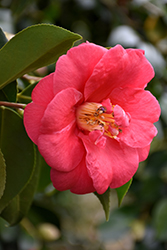 Grandiflora Rosea Camellia (Camellia japonica 'Grandiflora Rosea') at Lakeshore Garden Centres
