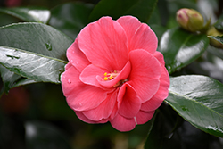 Gloire de Nantes Camellia (Camellia japonica 'Gloire de Nantes') at A Very Successful Garden Center