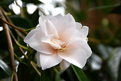 Hagoromo Camellia (Camellia japonica 'Hagoromo') at A Very Successful Garden Center