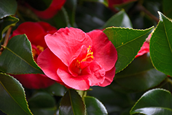 Lady MacKinnon Camellia (Camellia japonica 'Lady MacKinnon') at Lakeshore Garden Centres