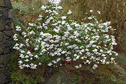 Cilpinense Rhododendron (Rhododendron 'Cilpinense') at A Very Successful Garden Center
