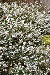 Schneekuppe Heath (Erica carnea 'Schneekuppe') at Stonegate Gardens