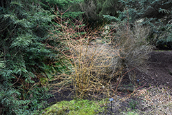 Dogwood (Cornus sanguinea) at A Very Successful Garden Center