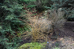 Dogwood (Cornus sanguinea) at Stonegate Gardens