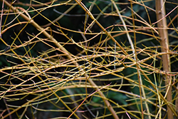 Dogwood (Cornus sanguinea) at Stonegate Gardens