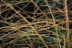 Dogwood (Cornus sanguinea) at Lakeshore Garden Centres