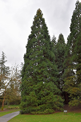 Giant Sequoia (Sequoiadendron giganteum) at A Very Successful Garden Center
