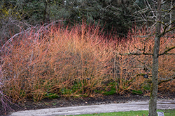 Midwinter Fire Dogwood (Cornus sanguinea 'Midwinter Fire') at A Very Successful Garden Center