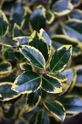 Ovata Aurea Variegated English Holly (Ilex aquifolium 'Ovata Aurea') at Lakeshore Garden Centres