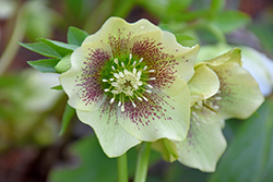 Yellow Lady Hellebore (Helleborus 'Yellow Lady') at A Very Successful Garden Center