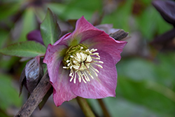 Red Lady Hellebore (Helleborus 'Red Lady') at A Very Successful Garden Center