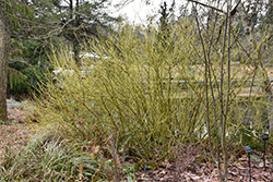 Yellow Twig Dogwood (Cornus sericea 'Flaviramea') at Lakeshore Garden Centres