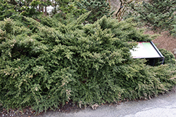 Tasmanian Podocarp (Podocarpus alpinus) at Lakeshore Garden Centres