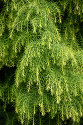 Golden Elegans Japanese Cedar (Cryptomeria japonica 'Elegans Aurea') at Stonegate Gardens