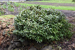 Fragrant Mountain Sweet Box (Sarcococca hookeriana 'Sarsid2') at A Very Successful Garden Center