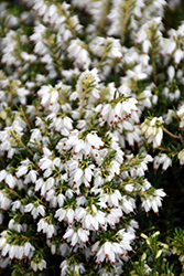 White Winter Heath (Erica x darleyensis 'Alba') at Stonegate Gardens