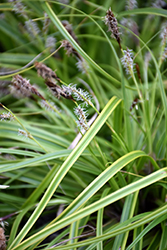 EverColor Everlime Japanese Sedge (Carex oshimensis 'Everlime') at A Very Successful Garden Center